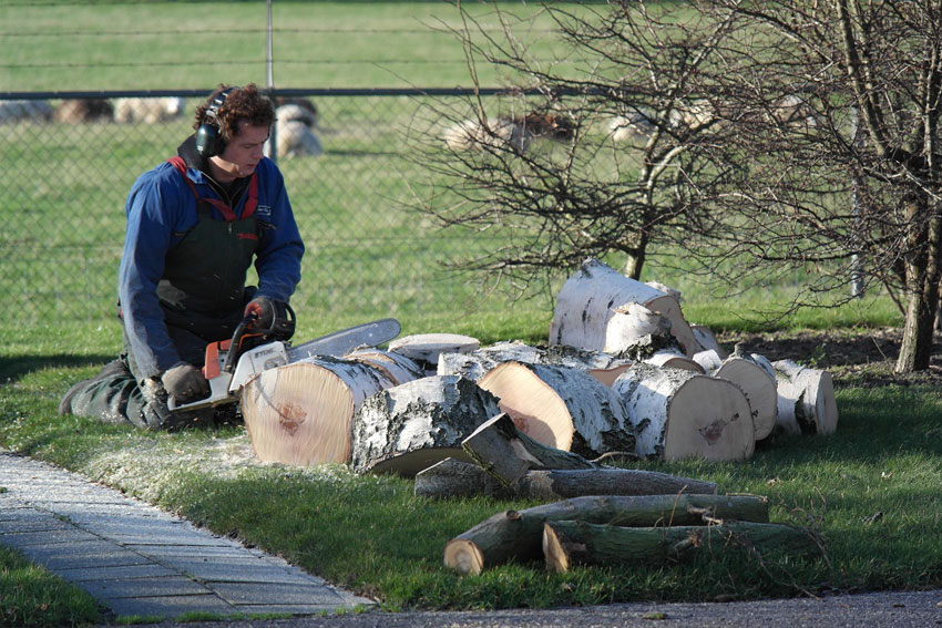 Bomen en Takken